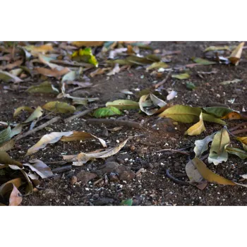 Natural Dry Mango Leaves